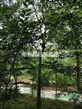 南京苦楝基地/苦楝樹價格/楝樹價格/苦楝價格