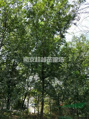 南京苦楝基地/苦楝樹價格/楝樹價格/苦楝價格