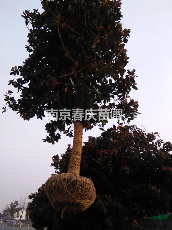 10公分廣玉蘭價格 20公分廣玉蘭多少錢一棵 南京廣玉蘭價格