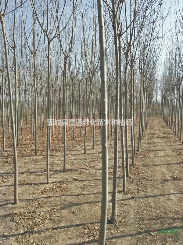 專業(yè)種植白臘基地   大量出售15-25公分白臘苗