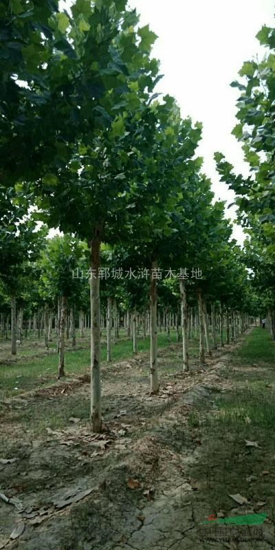 出售12公分法法桐12公分法桐樹價格