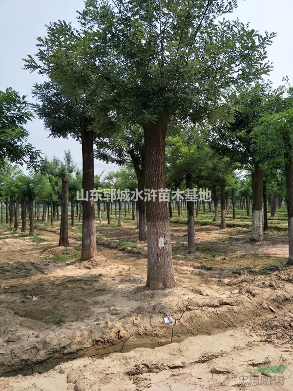 移栽發(fā)帽18公分國槐價(jià)格樹出售18公分發(fā)帽國槐樹