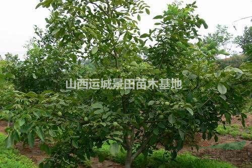 運城核桃樹·薄皮核桃苗產地詳情·5-10公分薄皮核桃樹報價