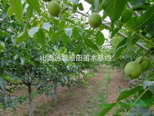 運(yùn)城核桃樹(shù)·運(yùn)城薄皮核桃樹(shù)種植基地·薄皮核桃樹(shù)產(chǎn)量詳情