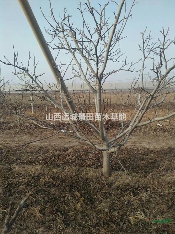 運(yùn)城核桃樹(shù)·運(yùn)城薄皮核桃樹(shù)種植基地·薄皮核桃樹(shù)產(chǎn)量詳情