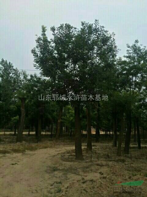 國槐基批發(fā)價出售25公分國槐樹25公分國槐樹價格