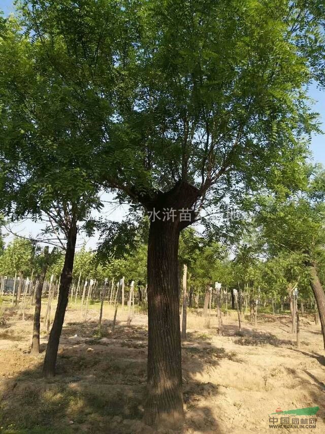 30公分一級國槐樹價格國槐基地出售30公分國槐樹