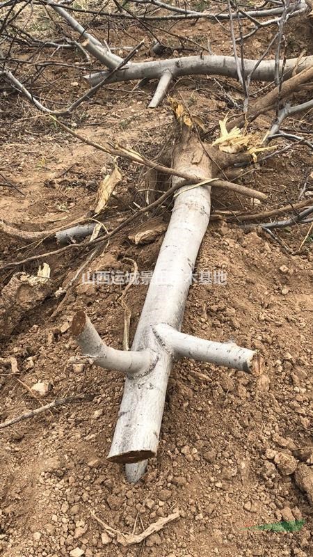 占地8公分核桃樹圖片·綠化8公分核桃樹價格·果園8公分核桃樹