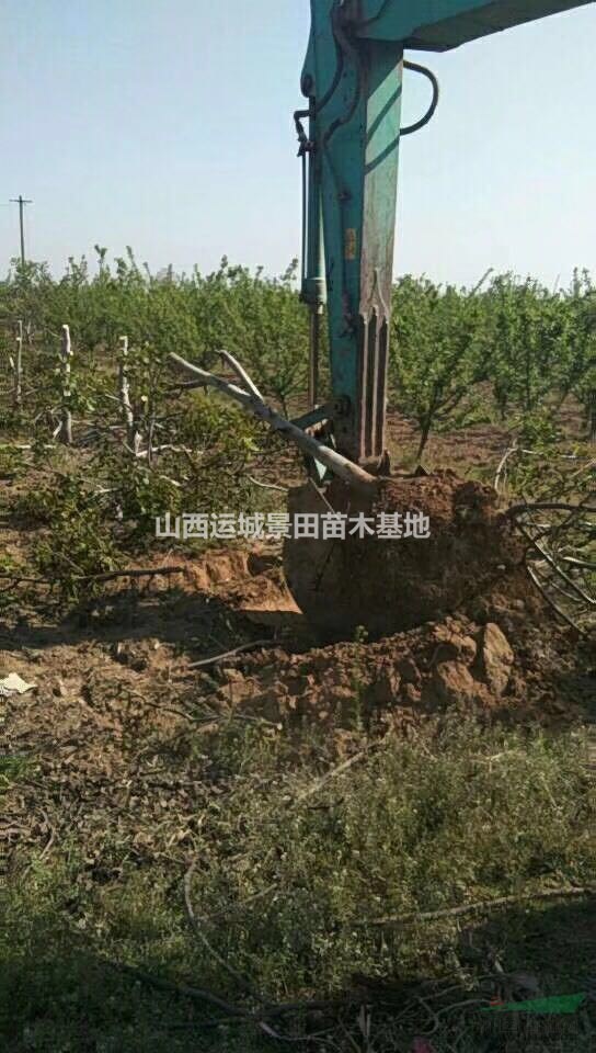 供應(yīng)占地核桃樹(shù)·占地核桃苗·10公分15公分占地核桃樹(shù)多少錢(qián)
