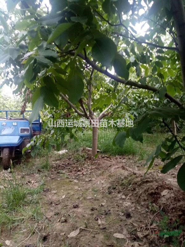出售果園核桃樹·6-9公分核桃樹·8-10公分核桃樹緊急處理