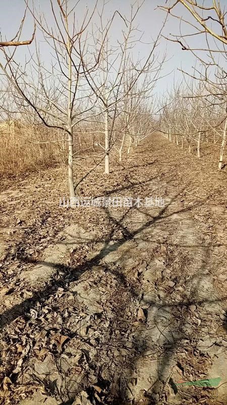 出售果園核桃樹·6-9公分核桃樹·8-10公分核桃樹緊急處理