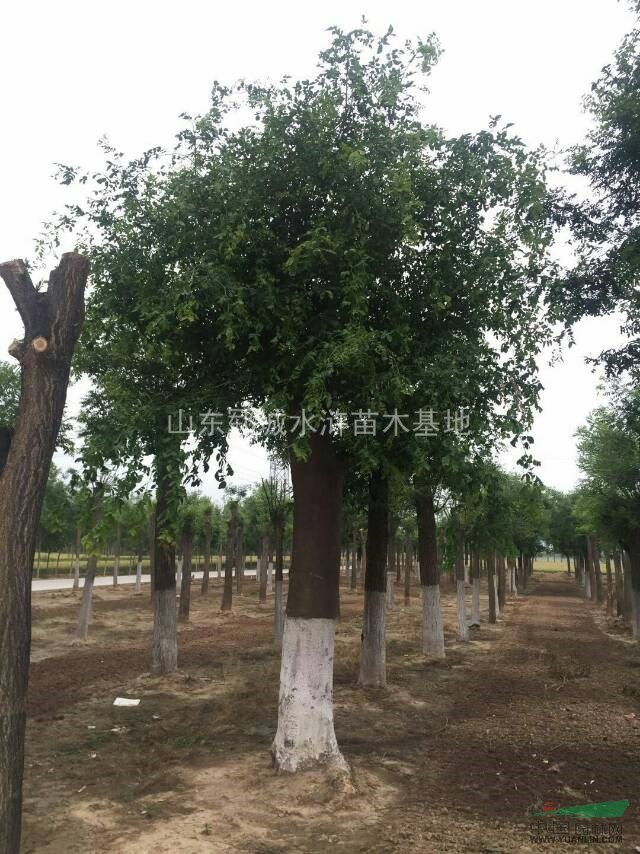 哪里有30公分皂角樹(shù)30公分皂角樹(shù)哪里賣(mài)的便宜