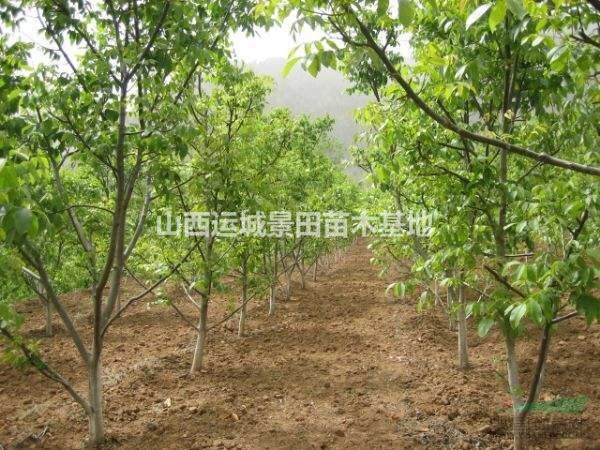 北方核桃樹最多的地方是哪里？山西運城核桃樹種植基地在哪？