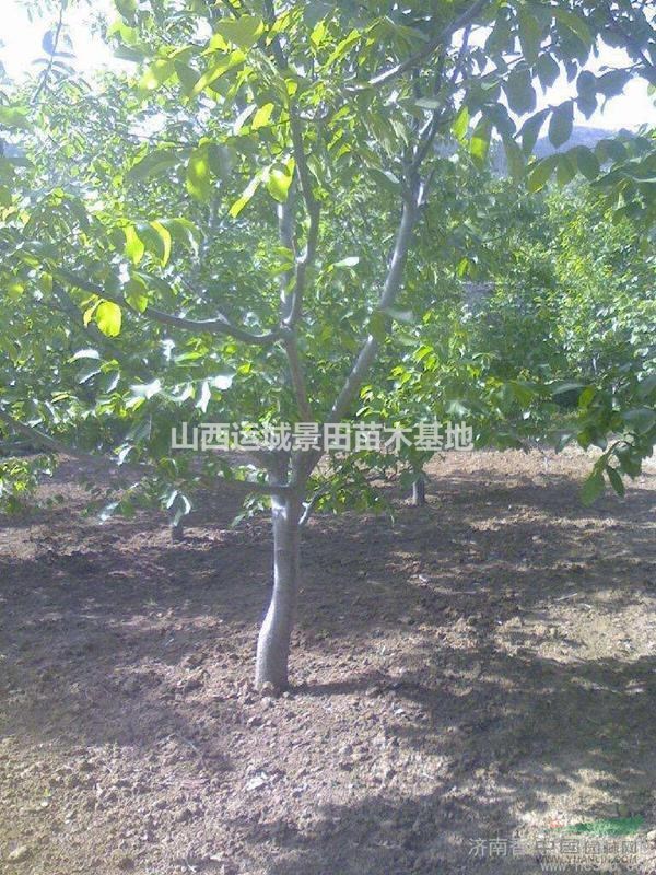 占地核桃樹高度140公分_冠幅40公分_粗度8公分核桃樹價錢