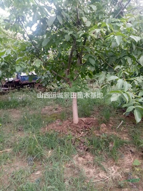哪里有核桃樹？核桃樹分布地區(qū)·核桃樹產(chǎn)地介紹·山西運城核桃樹