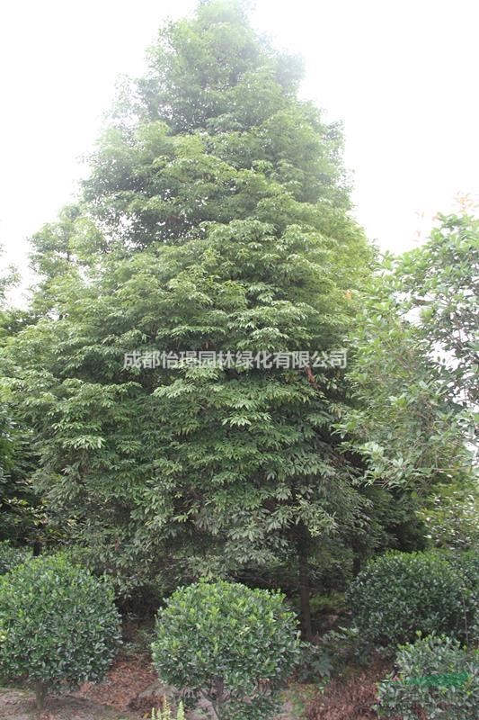 四川金絲楠木批發(fā)價格  四川金絲楠木種植基地 小葉楨楠