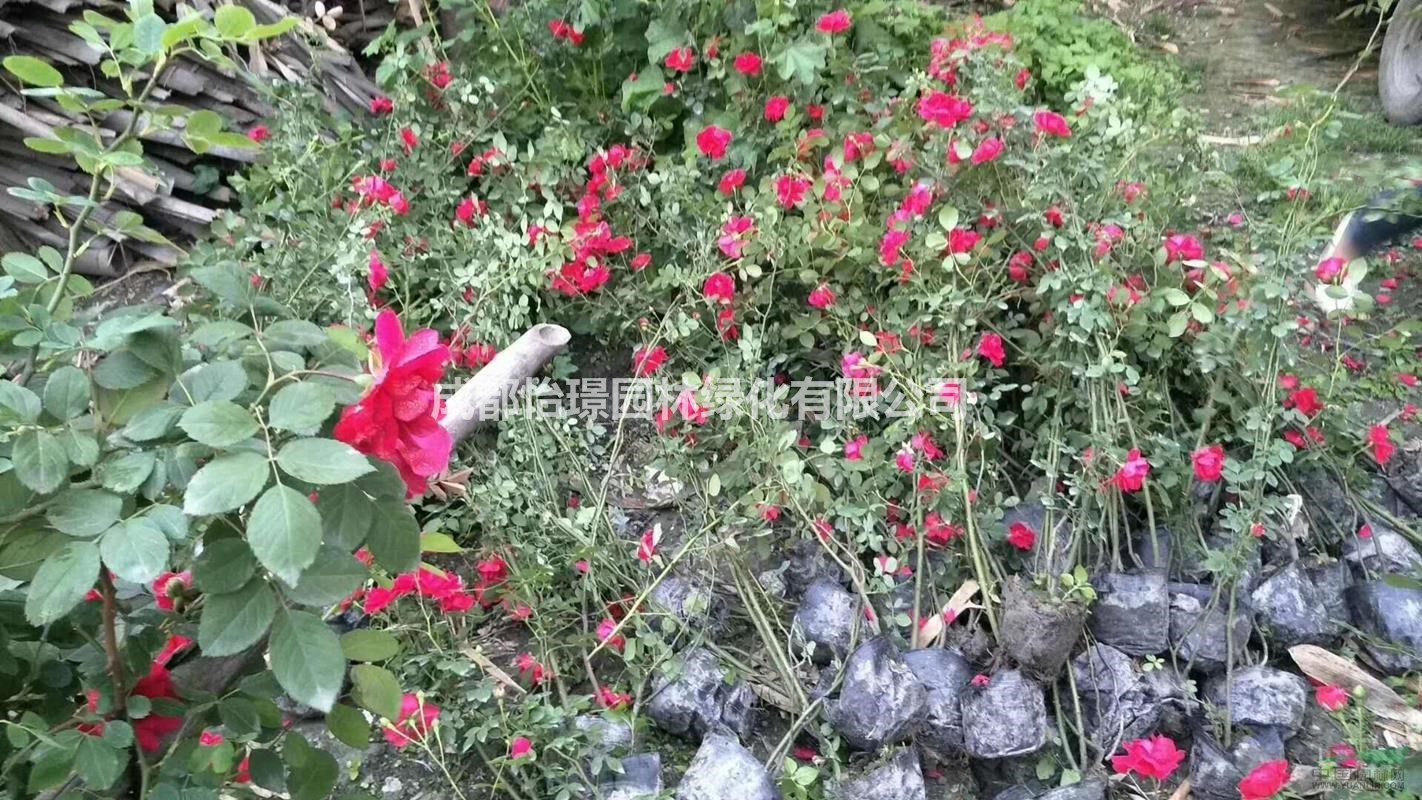 月季種植基地  月季的相關(guān)介紹