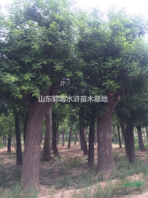 35公分發(fā)帽國槐樹價格出售35公分國槐樹