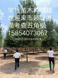 五角楓，10公分五角楓價格，12公分五角楓價格