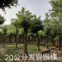 20公分國槐什么價格/20公分國槐參考報價