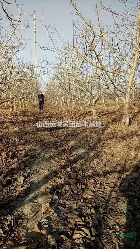 18公分核桃树·20公分核桃树价格产地·供应山西绛县核桃树