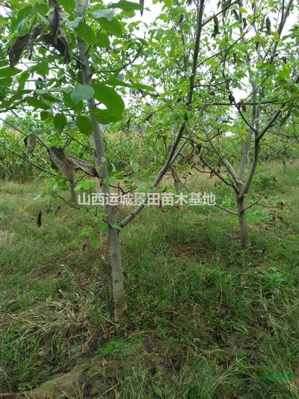 18公分核桃树·20公分核桃树价格产地·供应山西绛县核桃树