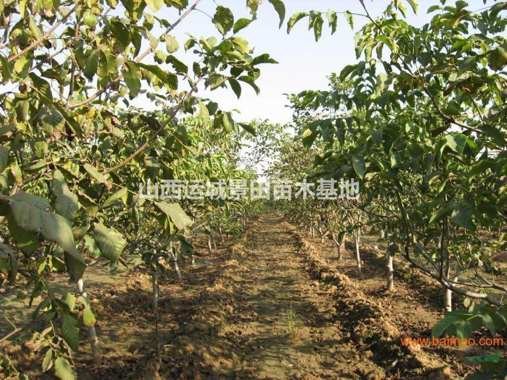 出售一批果園核桃樹·淘汰核桃樹·7-11公分淘汰核桃樹處理