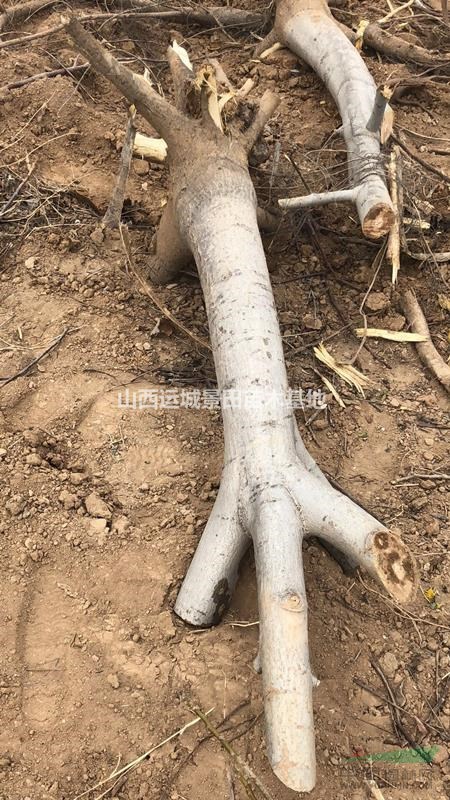 山西6-8公分核桃樹多少錢一棵？核桃樹哪里多？核桃樹多少錢