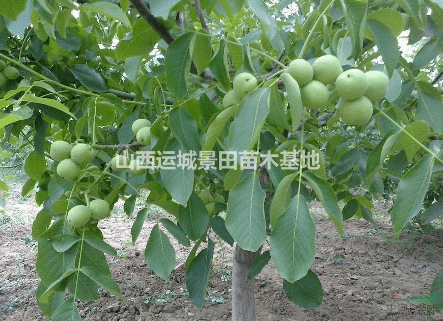 山西7-8-9公分核桃樹(shù)多少錢(qián)一棵？6公分核桃樹(shù)價(jià)格是多少錢(qián)