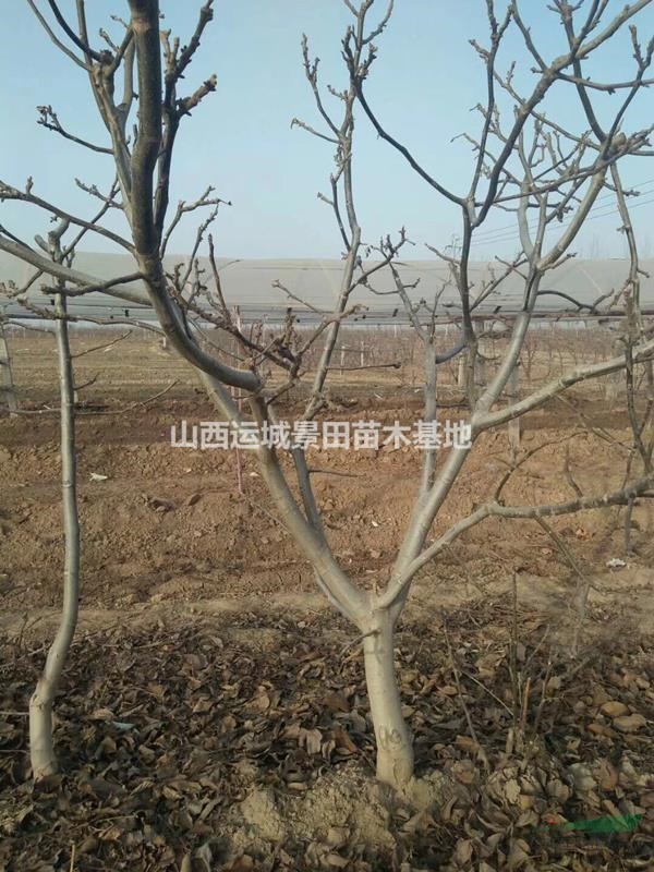 緊急更新10公分核桃樹報價·10公分核桃樹更新·占地核桃樹