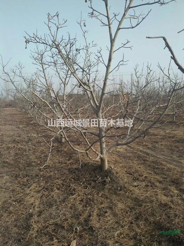 緊急更新10公分核桃樹報價·10公分核桃樹更新·占地核桃樹