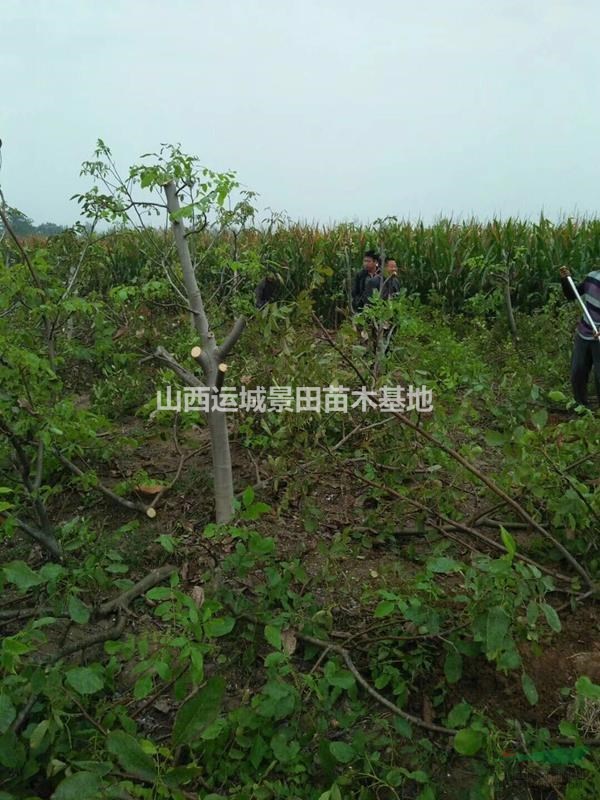 供應(yīng)核桃樹·核桃苗·3,5,6,7,8公分核桃樹產(chǎn)地價格報價