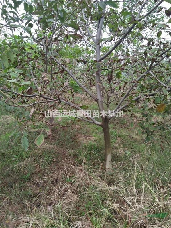 供應(yīng)核桃樹·核桃苗·3,5,6,7,8公分核桃樹產(chǎn)地價格報價