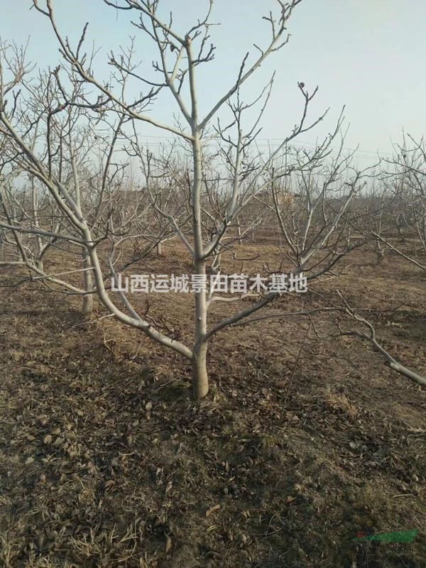 薄皮核桃樹·8公分10公分15公分核桃樹價錢·占地核桃樹產地