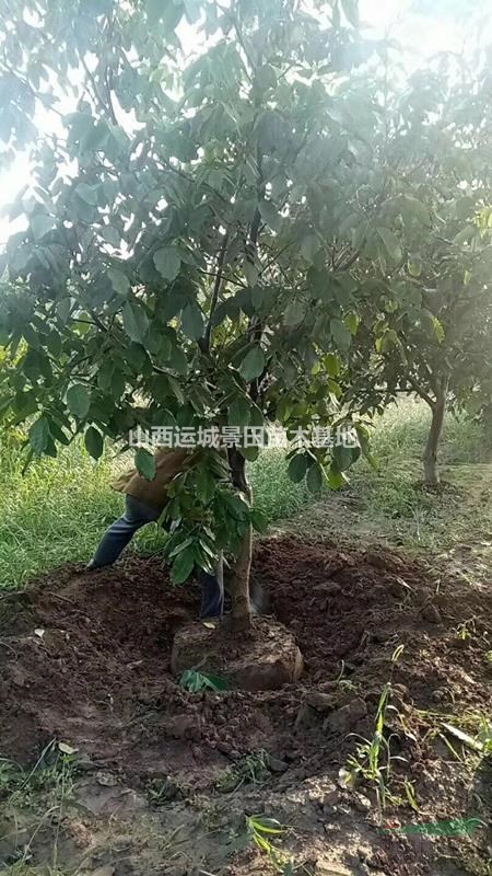 薄皮核桃樹·8公分10公分15公分核桃樹價錢·占地核桃樹產地