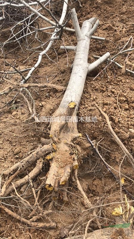 今年8-10公分核桃樹價錢·今年12公分占地核桃樹價格行情