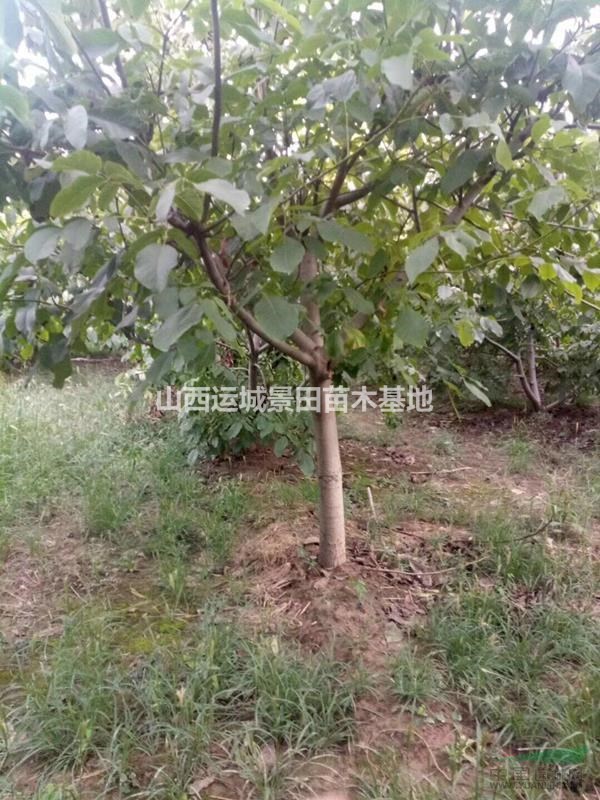 8公分核桃樹報價·8公分占地核桃樹價錢·供應山西運城核桃樹