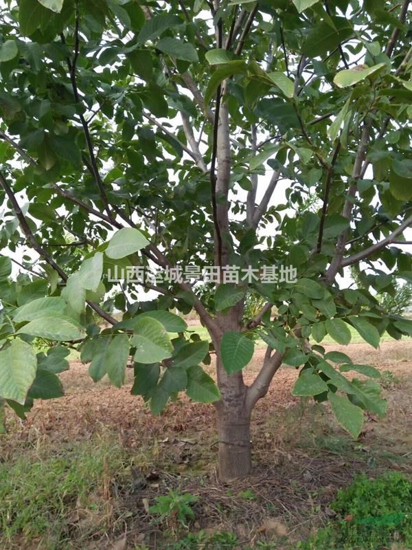 山西運(yùn)城核桃樹(shù)產(chǎn)地·12公分核桃樹(shù)15公分核桃樹(shù)價(jià)錢多少錢