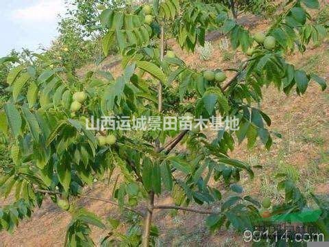 山西運(yùn)城核桃樹(shù)產(chǎn)地·12公分核桃樹(shù)15公分核桃樹(shù)價(jià)錢多少錢