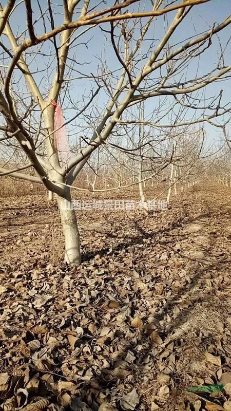 核桃樹銷售價格8-10公分占地核桃樹·15公分占地核桃樹報價