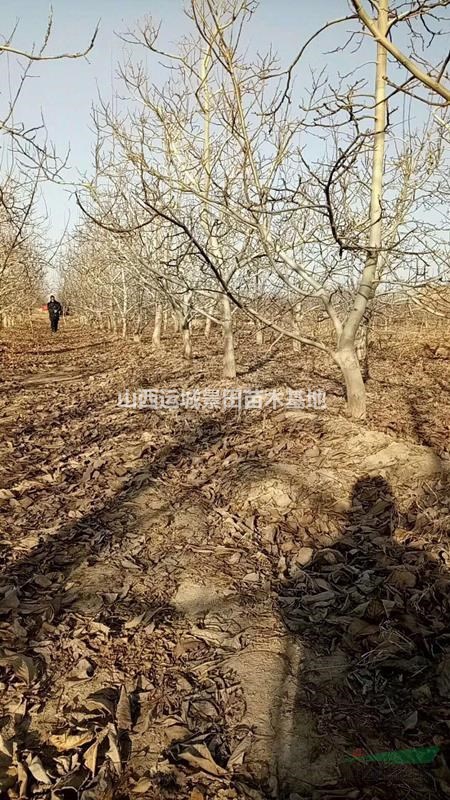地徑15公分核桃樹=米徑10公分核桃樹價格·占地核桃樹報價