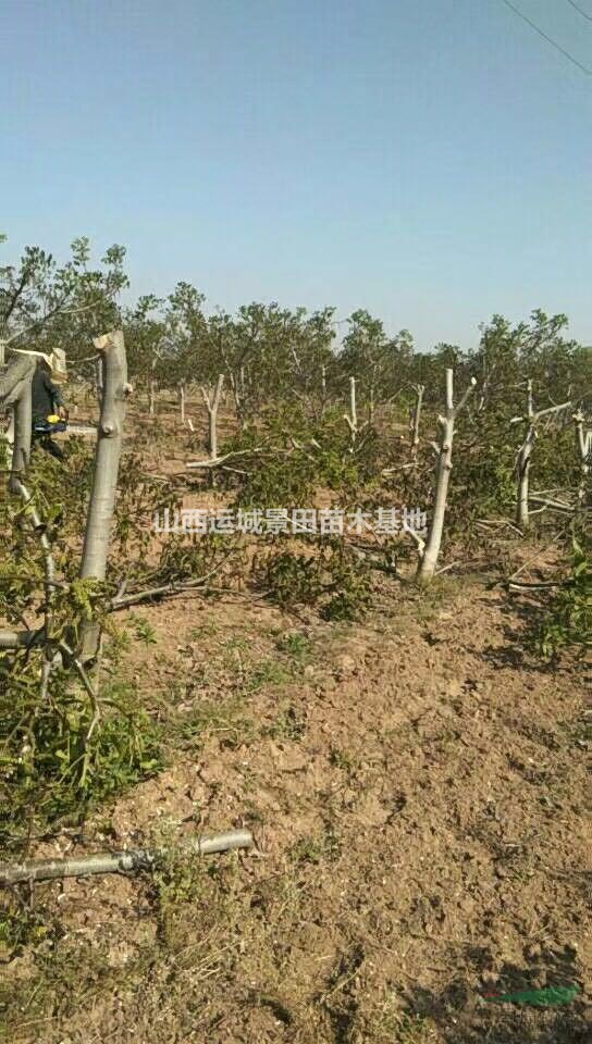 地徑15公分核桃樹=米徑10公分核桃樹價格·占地核桃樹報價