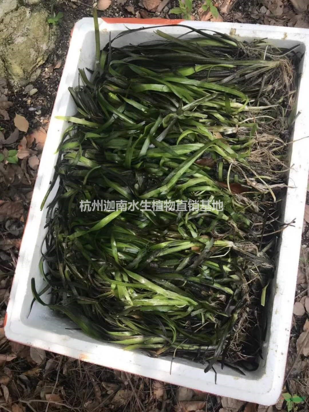 供應(yīng)沉水植物聚草，黑藻，金魚(yú)藻，苦草，狐尾藻等沉水植物銷(xiāo)售