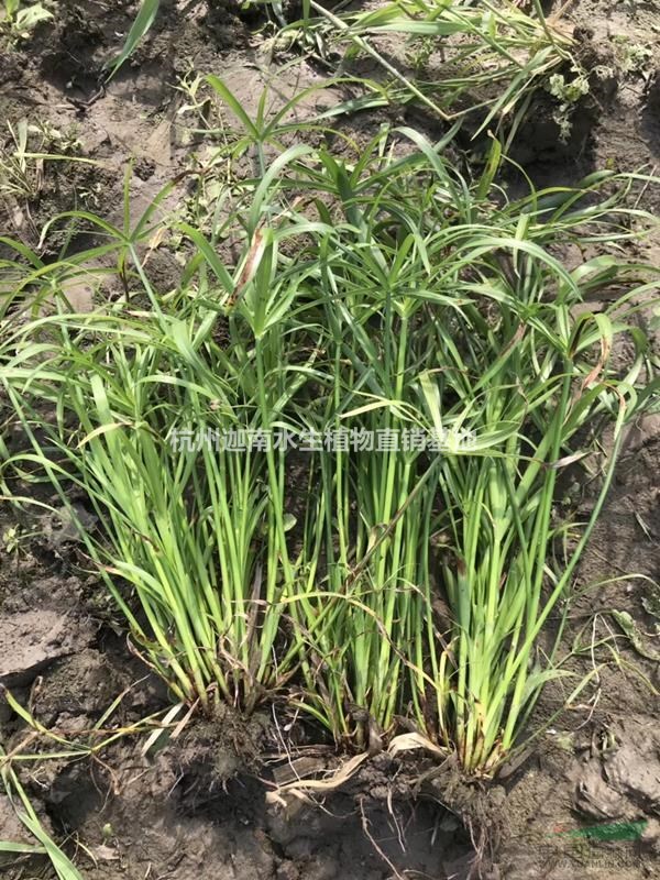 水生植物旱傘草風車草玉帶草供應
