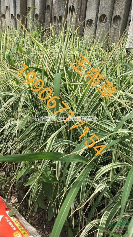 水生植物旱傘草風車草玉帶草供應