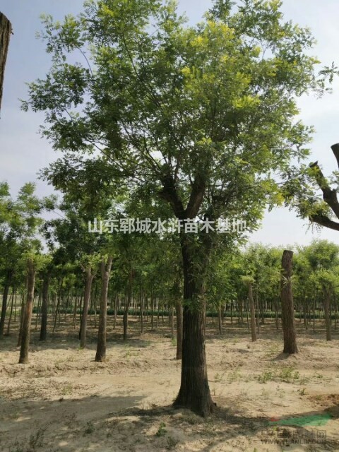 山東16公分優(yōu)質(zhì)國槐樹價格批量出售16公分國槐樹