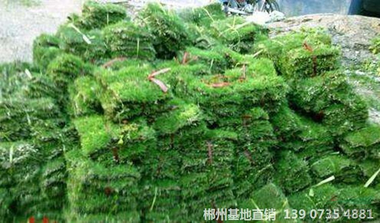 馬尼拉草價(jià)格 人工鋪草皮多少錢一平方米 草皮基地批發(fā)夏季低價(jià)