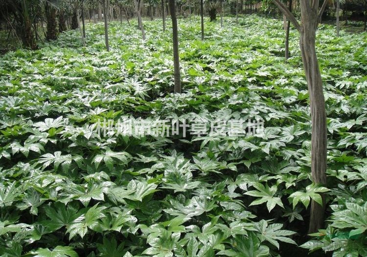 八角金盤小苗 程場(chǎng)地小區(qū)綠化苗木盆栽 苗木床苗地苗營(yíng)養(yǎng)缽袋苗