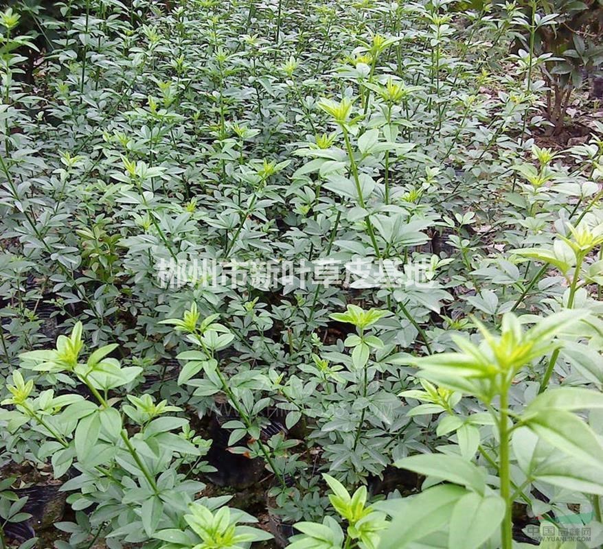 綠化苗木地被植物 迎春苗 供應(yīng)工程苗迎春花苗床苗地苗營養(yǎng)缽袋