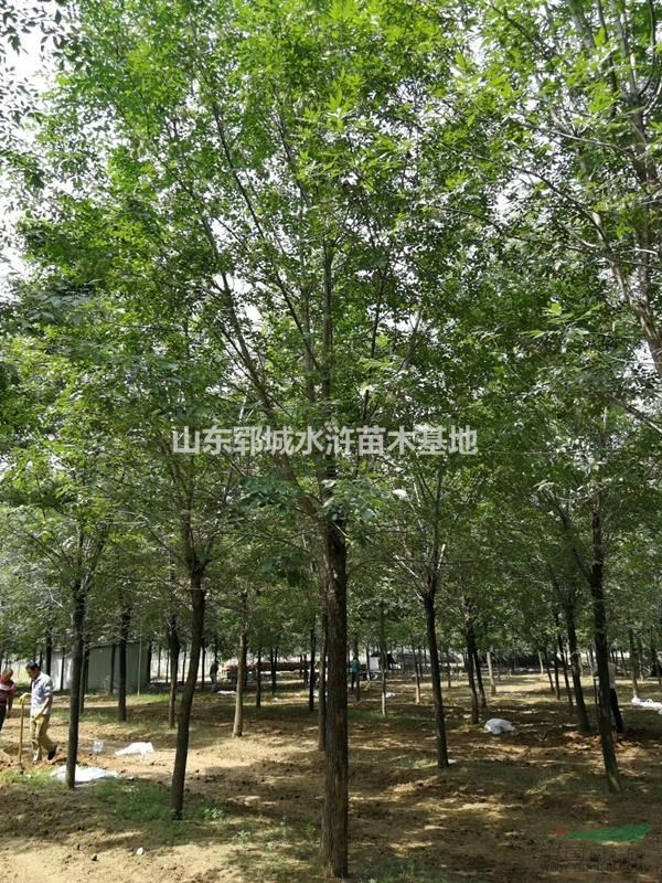 大量出售16公分優(yōu)質(zhì)老白蠟16公分老白蠟價(jià)格